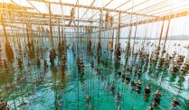 Có thể cải thiện hệ vi sinh vật trong thủy sản bằng cách áp dụng các sản phẩm thương mại không?