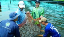 Mỹ, Trung Quốc, Nhật Bản cùng tăng mua loài thủy sản này của Việt Nam, đắt như tôm tươi là có thật