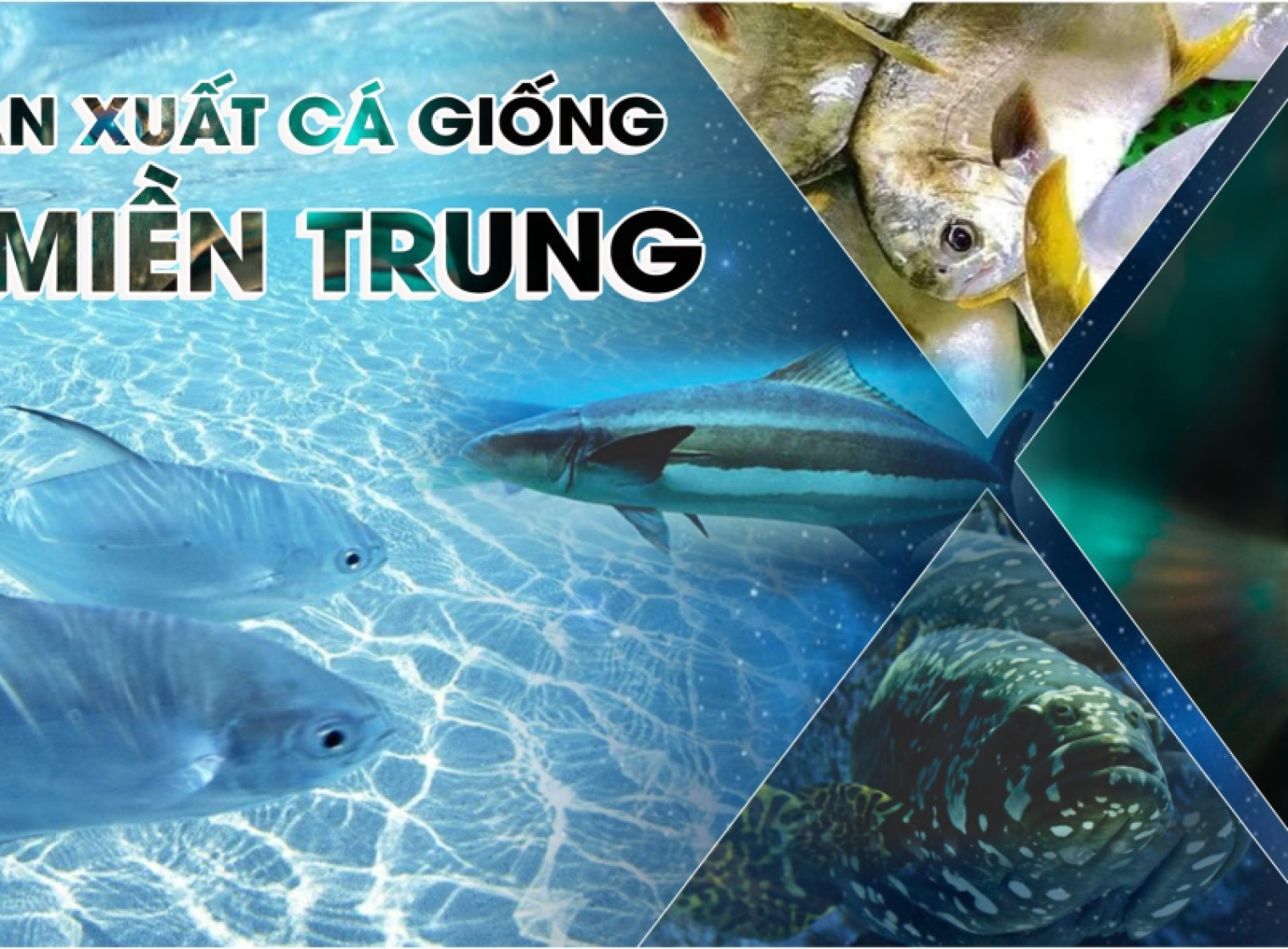 Nam Mỹ Sản xuất giống Cá Mú Trân châu thành công