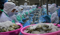 Nhật Bản giảm nhập khẩu tôm từ Việt Nam 