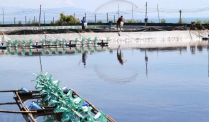 Bộ NN-PTNT: Xây dựng vùng nuôi trồng thủy sản 990.000 ha tại ĐBSCL