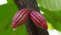 Chống stress sốc nhiệt cho tôm bằng pectin từ vỏ quả cacao