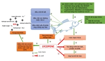 Lycopene nguồn gốc tự nhiên và ứng dụng trong thủy sản