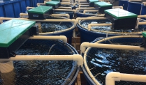 Kiểm soát khử nitơ trong nuôi trồng thủy sản tuần hoàn