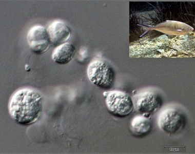 Công dụng của vi tảo Aurantiochytrium trên cá chim trắng vây vàng
