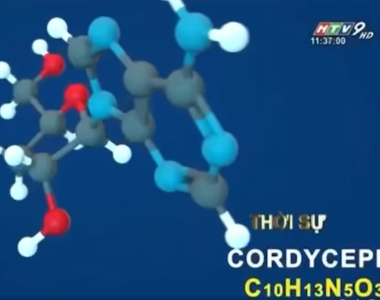 Cordycepin trong Đông trùng Hạ thảo có thể điều trị Sars Cov2