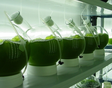 Những tiến bộ trong sản xuất các sản phẩm vi tảo giá trị cao