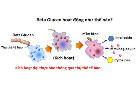 Vai trò của beta-glucan và tỏi trong kích thích các hoạt động miễn dịch ở tôm