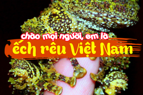 Ếch rêu Việt Nam