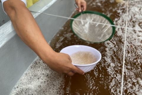 Công ty Giống Thủy sản Nam Mỹ thuần dưỡng tôm giống tại Bạc Liêu