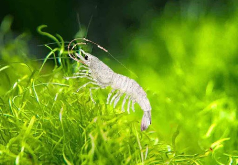 Trung tâm Khuyến Nông Khuyến Ngư tỉnh Kiên Giang cấy tạo Vi tảo cô đặc Nam Mỹ thành công!