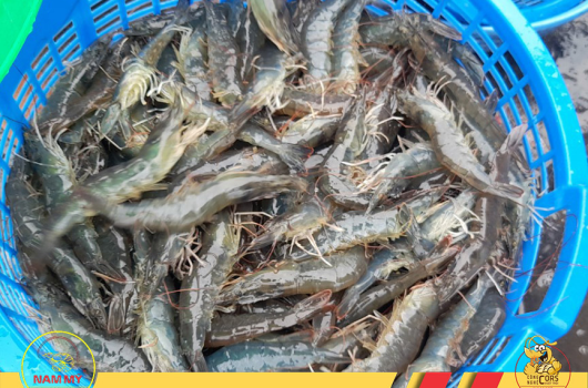 Thu hoạch Tôm giống Nam Mỹ lần 1: 94 ngày 28 con/kg