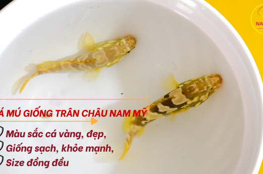 CÁ MÚ TRÂN CHÂU NAM MỸ MÀU VÀNG NGHỆ KHỎE ĐẸP