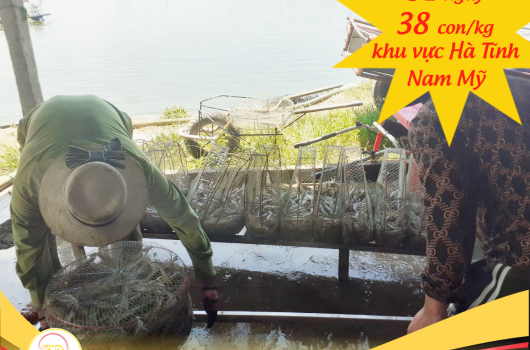 81 ngày, 38 con/kg Thu hoạch tôm Nam Mỹ Khu vực Hà Tĩnh