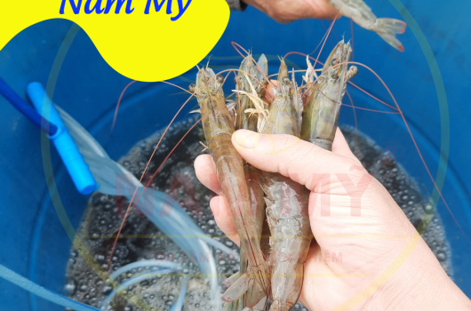 Thu tỉa Tôm Nam Mỹ Hải Phòng 30 con/kg