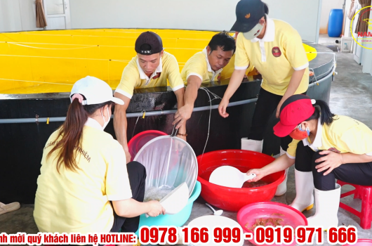 CÁ MÚ TRÂN CHÂU SIZE 7CM SẴN SÀNG PHỤC VỤ KHÁCH