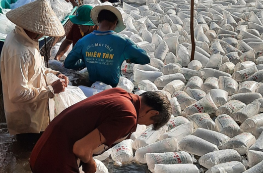 FARM NUÔI TÔM CỦA KHÁCH HÀNG NAM MỸ
