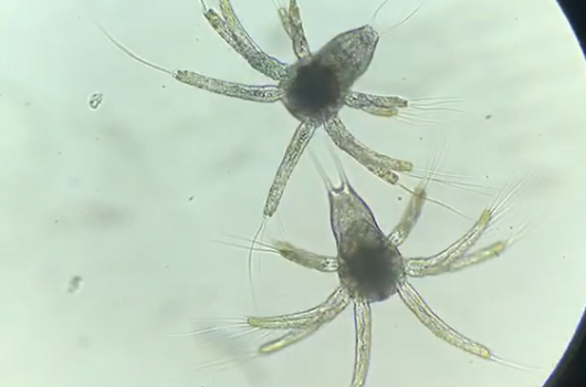 ẤU TRÙNG NAUPLIUS SIS SUPERIOR NAM MỸ
