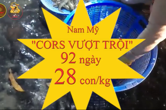 92 ngày 28 con/kg dòng Tôm giống Đông trùng hạ thảo Nam Mỹ
