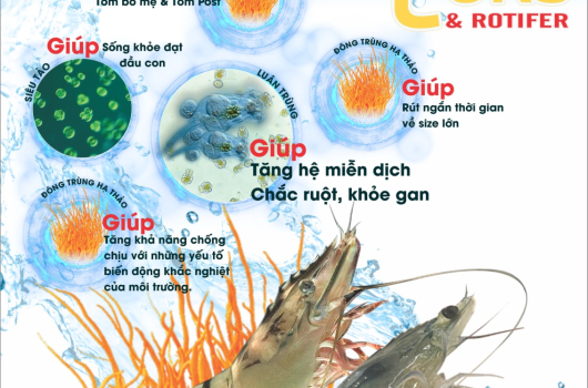 Tôm giống Siêu kháng thể từ Luân trùng Rotifer của Công ty Nam Mỹ