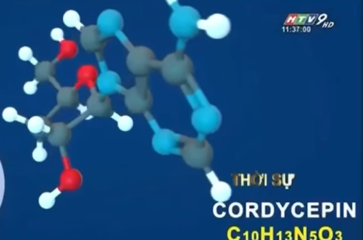 ĐÔNG TRÙNG HẠ THẢO ĐIỀU TRỊ SARS COV2