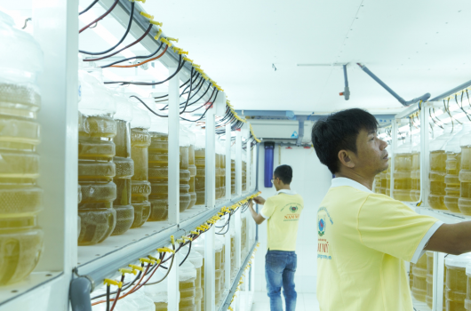 TẢO VÀ QUÁ TRÌNH NUÔI CẤY TẢO NAM MỸ