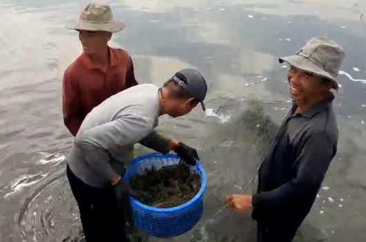 THU HOẠCH TÔM NAM MỸ- KHÁCH HÀNG NAM MỸ THÀNH CÔNG
