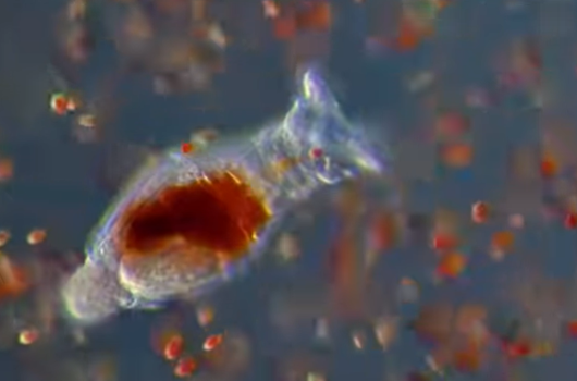 QUÁ TRÌNH ROTIFER TIÊU THỤ TẢO