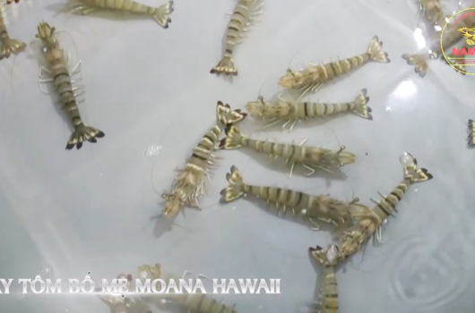 NAM MỸ NHẬP BẦY SÚ MOANA MỚI NHẤT