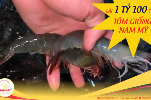 LỜI 1 TỶ 100 TRIỆU VỚI TÔM GIỐNG NAM MỸ