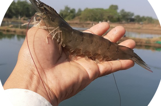 Tôm nuôi mau lớn giữa mùa dịch 