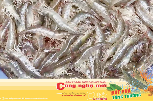 THU TỈA TÔM NAM MỸ 30 CON/KG KIÊN GIANG