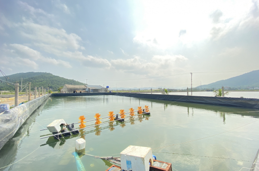 TRỰC TIẾP TẠI FARM NUÔI TÔM GIỐNG NAM MỸ