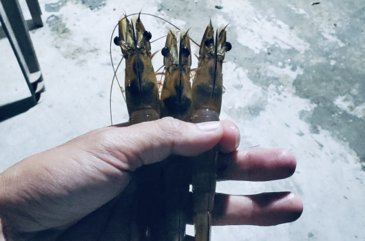 BÀ CON NUÔI TÔM THÀNH CÔNG TÔM GIỐNG NAM MỸ