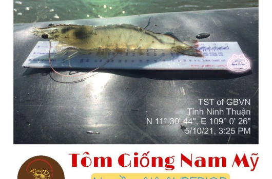 THU HOẠCH TÔM THẺ NHÌN MÊ