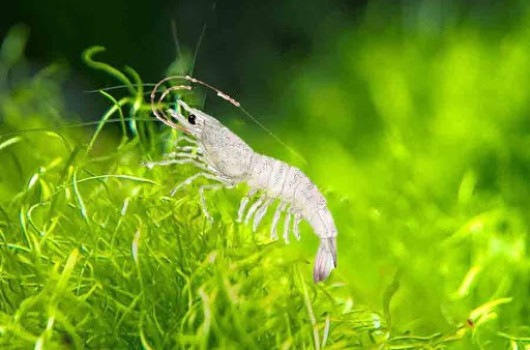 Trung tâm Khuyến Nông Khuyến Ngư tỉnh Kiên Giang cấy tạo Vi tảo cô đặc Nam Mỹ thành công!
