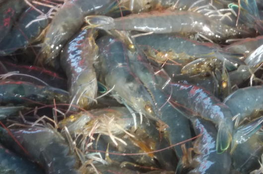 Thu hoạch tôm Nam Mỹ 80 ngày 43 con/kg