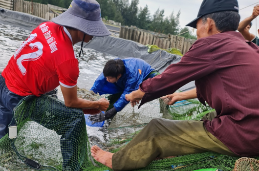 THU VỀ 1 TỶ VỚI TÔM GIỐNG NAM MỸ