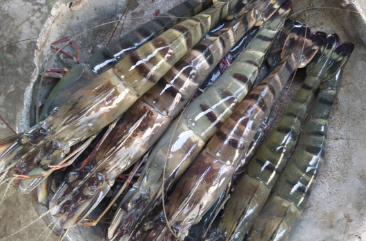 72 ngày, 23 con/kg Sú Gia hóa Nam Mỹ
