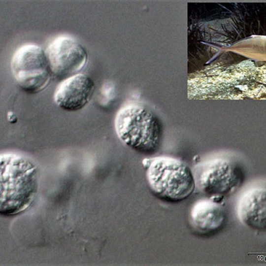 Công dụng của vi tảo Aurantiochytrium trên cá chim trắng vây vàng