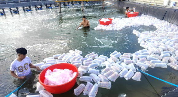 Kỹ thuật chọn và thả tôm giống Kỹ thuật chọn và thả tôm giống