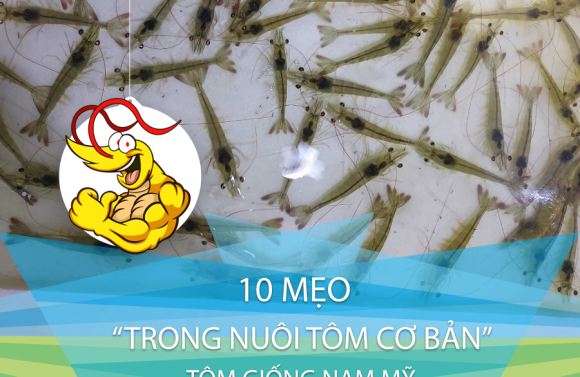 10 MẸO TRONG NUÔI TÔM - CƠ BẢN