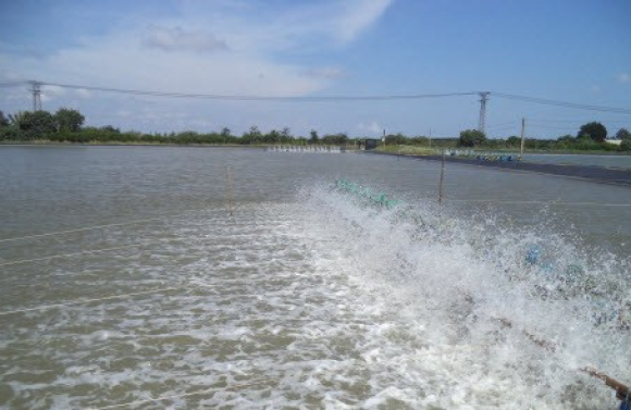 Chuẩn bị và xử lý nước nuôi tôm theo đúng quy trình để đạt hiệu quả