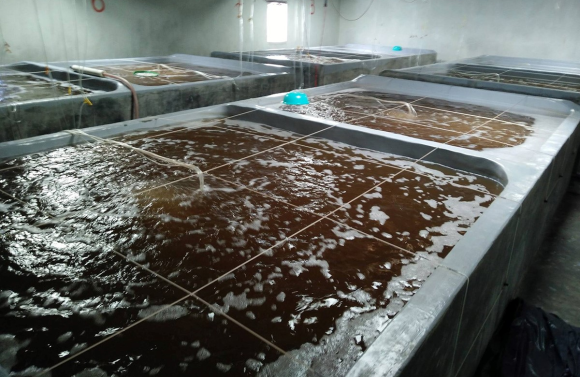 Chìa khóa lựa chọn tôm giống