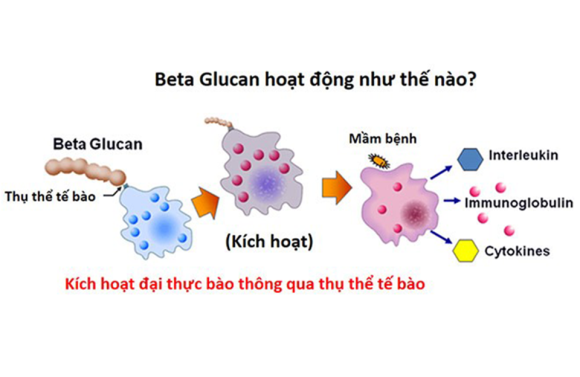 Vai trò của beta-glucan và tỏi trong kích thích các hoạt động miễn dịch ở tôm