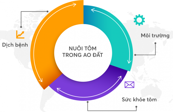 Yếu tố nào giúp nuôi tôm thẻ ao đất đạt hiệu quả?