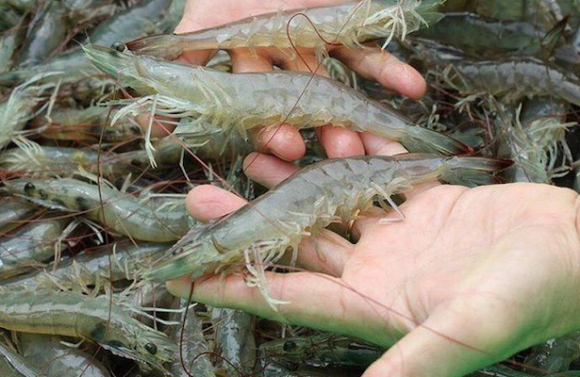 Phương pháp canh nhá giúp quản lý thức ăn tốt hơn