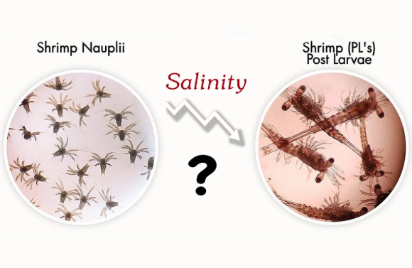 Hệ vi sinh vật đường ruột của tôm Postlarvae sau khi giảm độ mặn