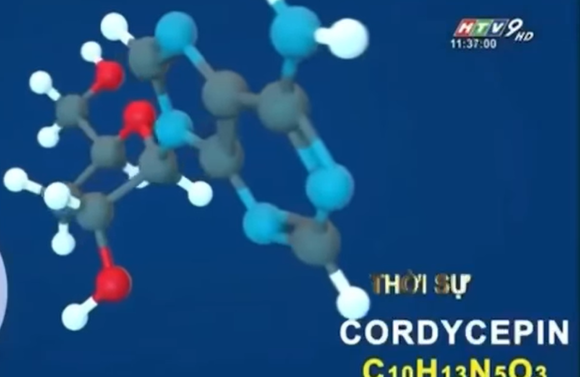ĐÔNG TRÙNG HẠ THẢO CÓ THỂ ĐIỀU TRỊ SARS COV2