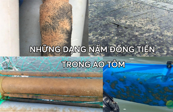 Kẻ thù của nấm đồng tiền trong nuôi tôm ao bạt